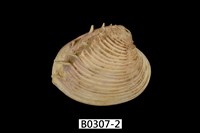 藏品(簾蛤)的圖片